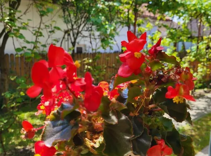 Pandora * Kolozsvár